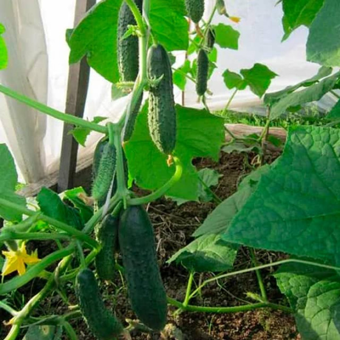 Семена партенокарпического огурца «Бабушкин секрет F1» 0,25 г