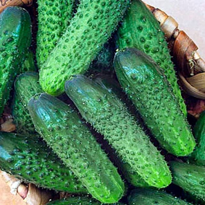 Семена партенокарпического огурца «Барабулька F1» 0,25 г