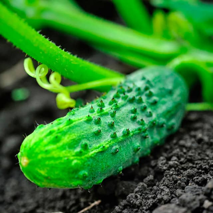 Семена партенокарпического огурца «Барабулька F1» 0,25 г