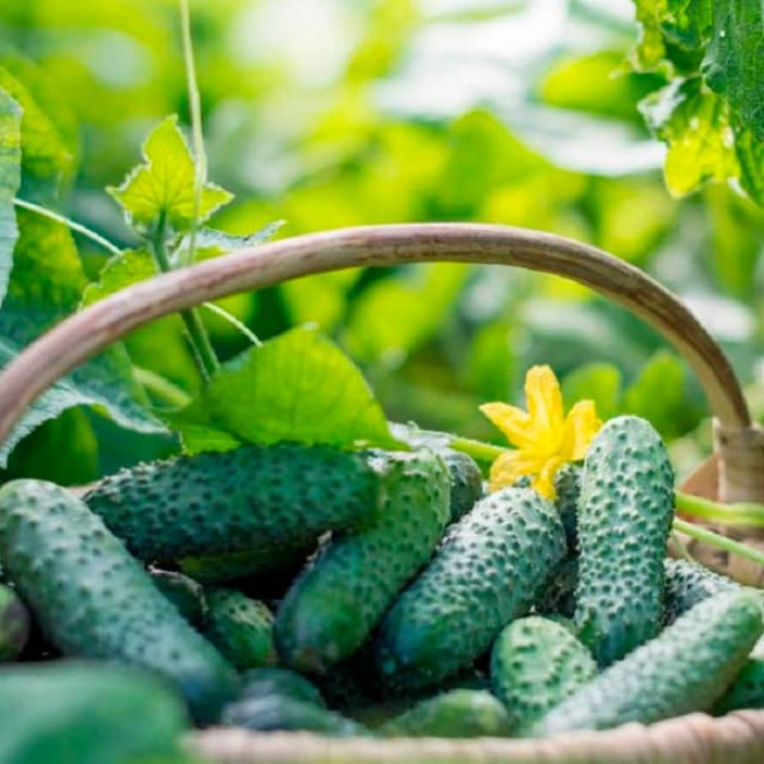 Семена партенокарпического огурца «Барин F1» 0,25 г