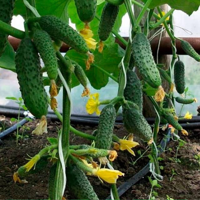 Семена партенокарпического огурца «Барин F1» 0,25 г