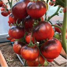 Насіння середньостиглого томата «Чорний принц» 0,1 г