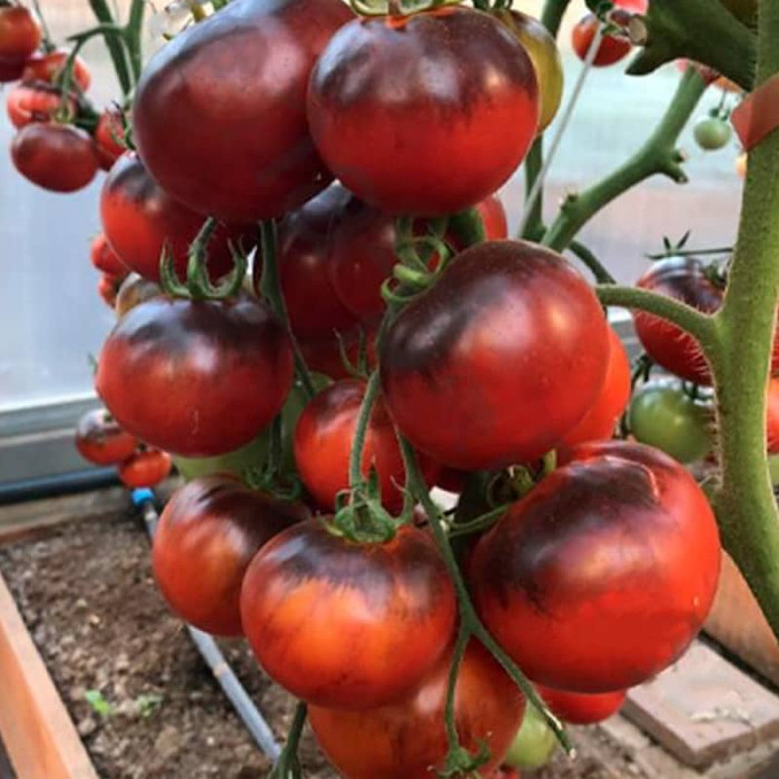 Насіння середньостиглого томата «Чорний принц» 0,1 г