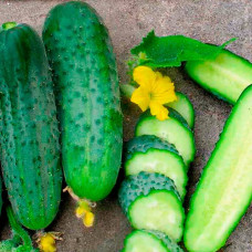 Семена партенокарпического огурца «Криспина F1» 10 семян