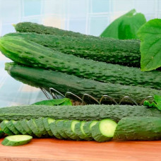 Насіння бджолозапильного огірка «Гуанчжоу» 0,5 г