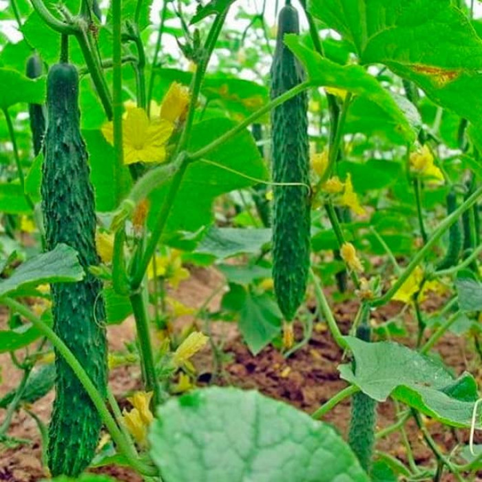 Насіння бджолозапильного огірка «Гуанчжоу» 0,5 г