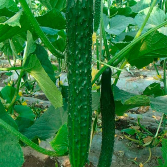 Насіння бджолозапильного огірка «Гуанчжоу» 0,5 г