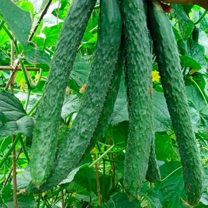 Насіння бджолозапильного огірка «Гуанчжоу» 0,5 г