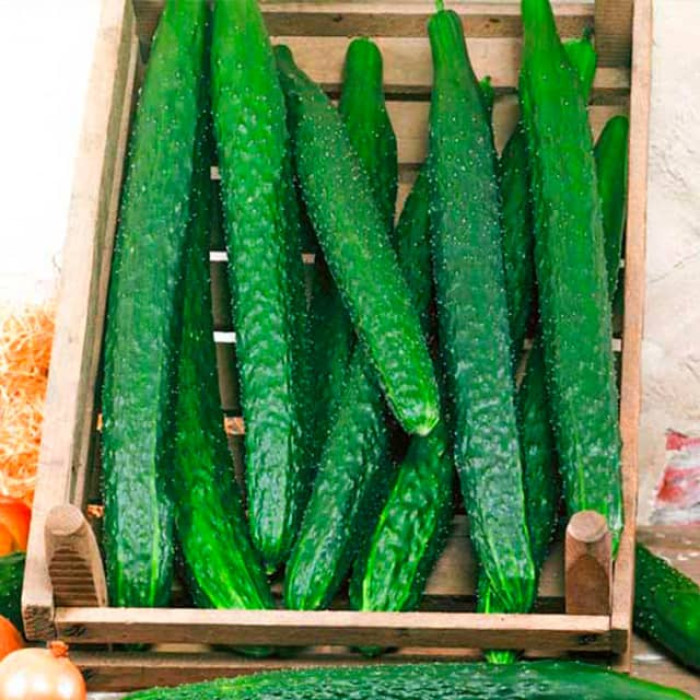 Насіння бджолозапильного огірка «Гуанчжоу» 0,5 г