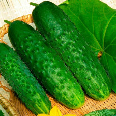 Семена партенокарпического огурца «Маша F1» 8 семян