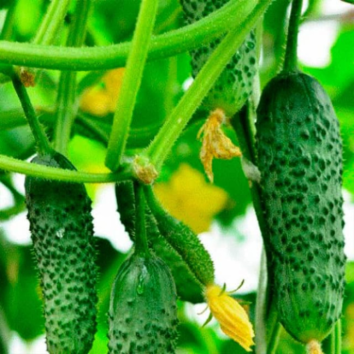 Семена партенокарпического огурца «Маша F1» 8 семян