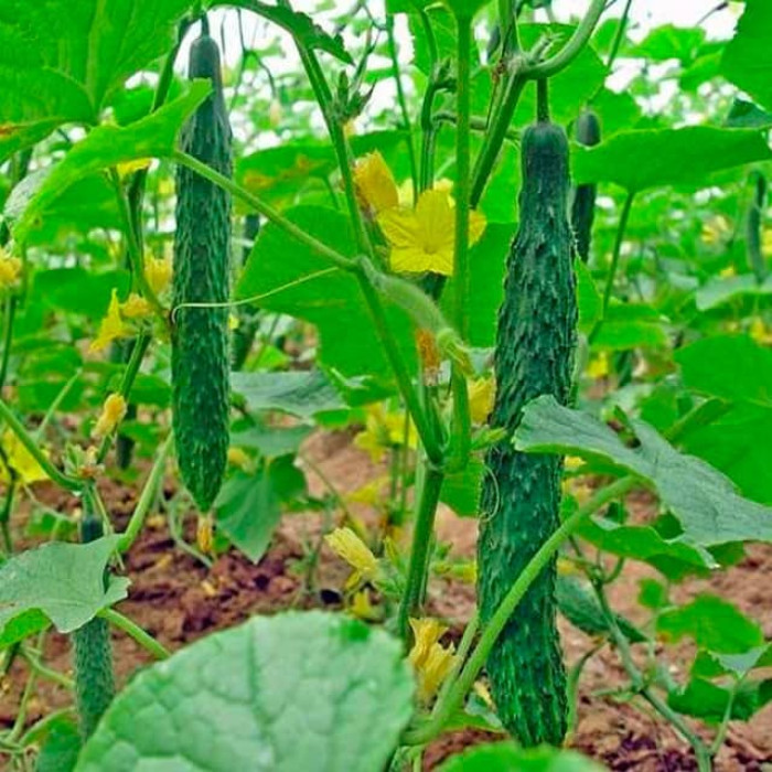 Насіння бджолозапильного огірка «Хайлар» 20 насінин