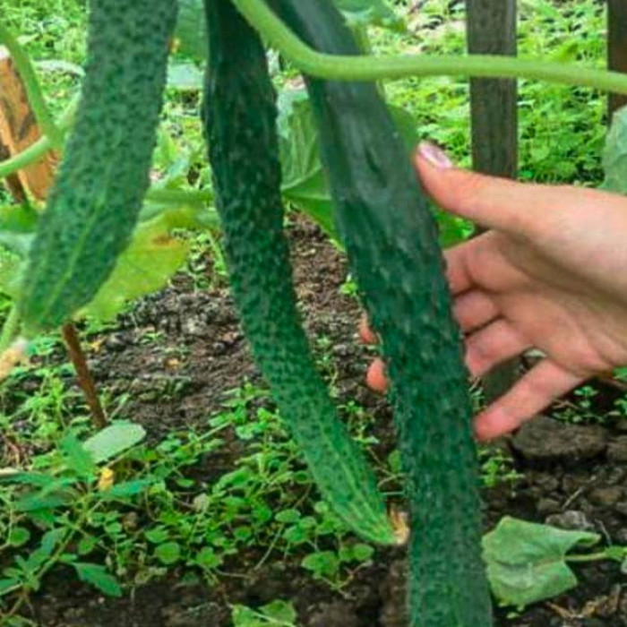 Насіння бджолозапильного огірка «Хайлар» 20 насінин