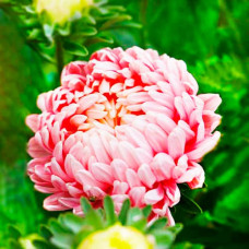 Насіння однорічної айстри «Дюшес» абрикосова 0,5 г