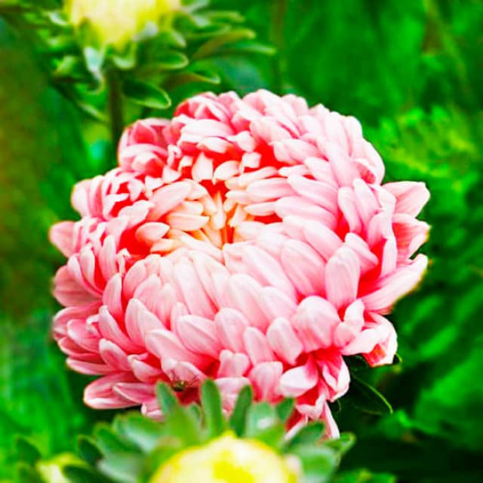 Насіння однорічної айстри «Дюшес» абрикосова 0,5 г