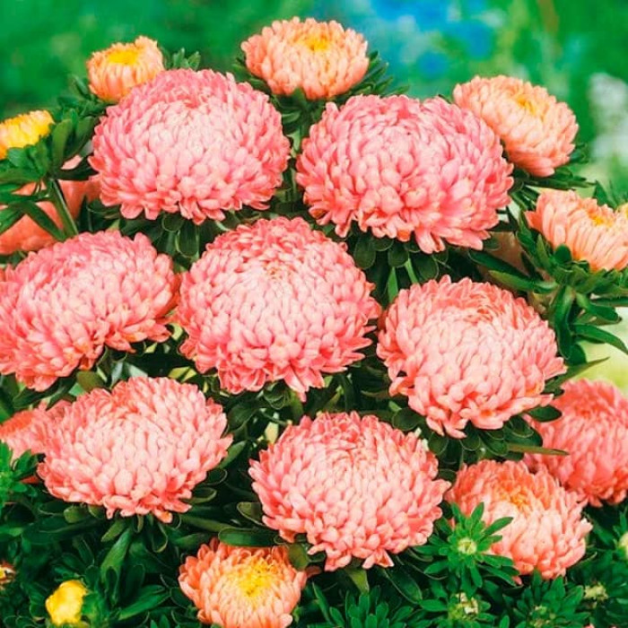 Насіння однорічної айстри «Дюшес» абрикосова 0,5 г