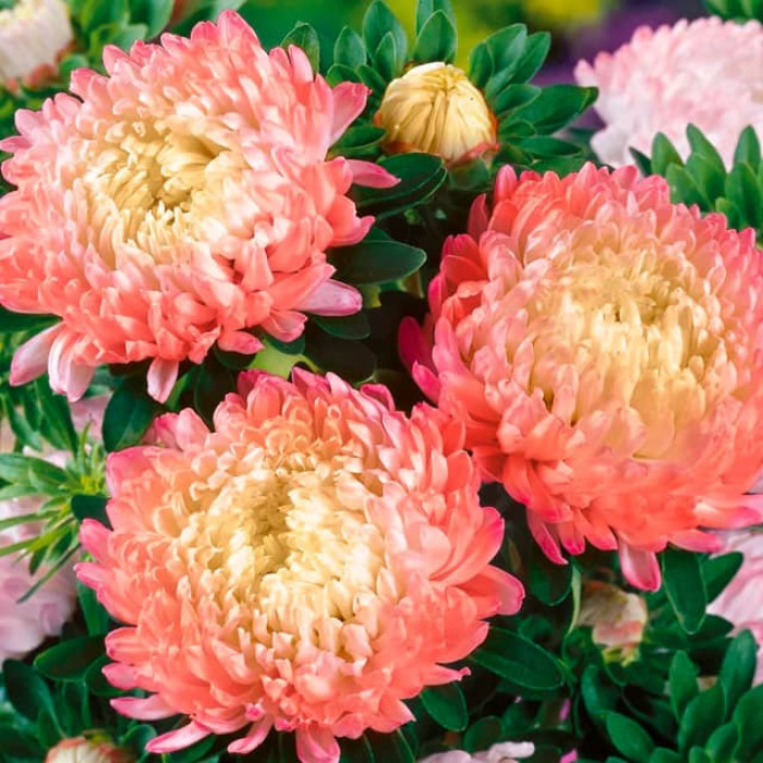 Насіння однорічної айстри «Дюшес» абрикосова 0,5 г