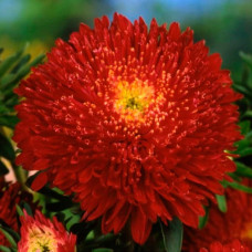 Насіння однорічної айстри «Принцеса» червона 0,2 г