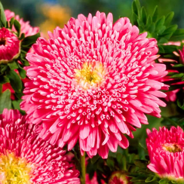 Насіння однорічної айстри «Принцеса» лососево-рожева 0,2 г