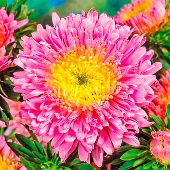 Насіння однорічної айстри «Принцеса» лососево-рожева 0,2 г