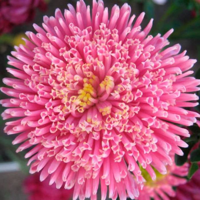 Насіння однорічної айстри «Принцеса» лососево-рожева 0,2 г