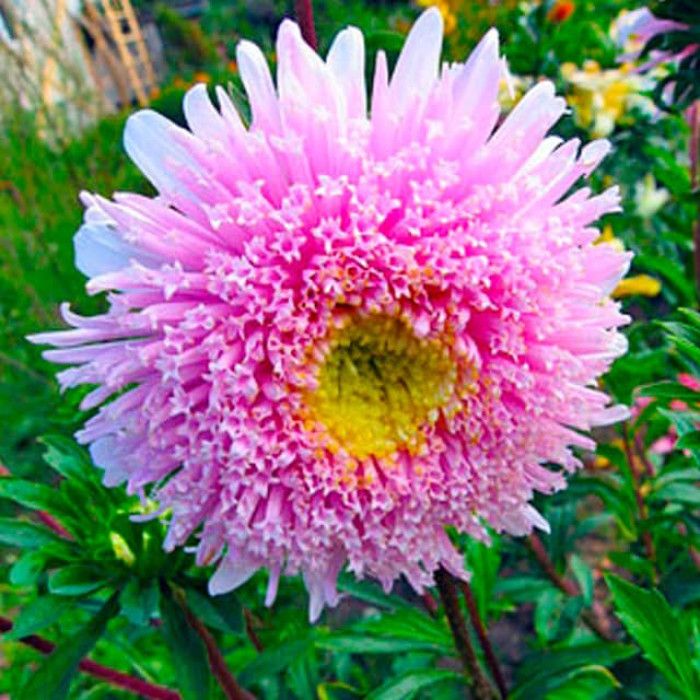 Насіння однорічної айстри «Принцеса» лососево-рожева 0,2 г