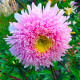 Насіння однорічної айстри «Принцеса» лососево-рожева 0,2 г