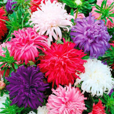 Насіння однорічної айстри «Страусине перо» 0,3 г