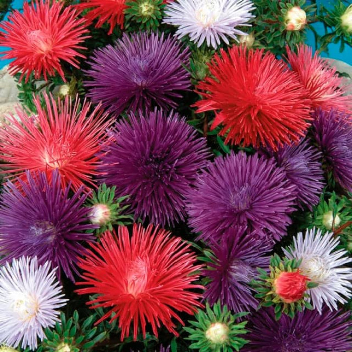 Насіння однорічної айстри «Унікум» 0,5 г