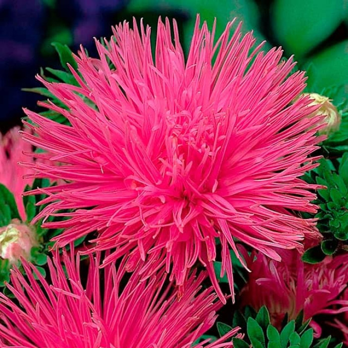 Насіння однорічної айстри «Унікум» 0,5 г