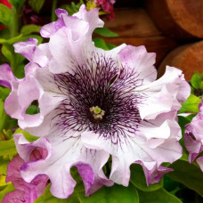 Насіння однорічної петунії «Альба» 10 насінин