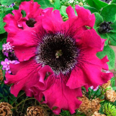 Насіння однорічної петунії «Бордова» 10 насінин