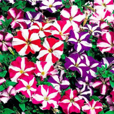 Насіння однорічної петунії «Зорепад» 0,1 г