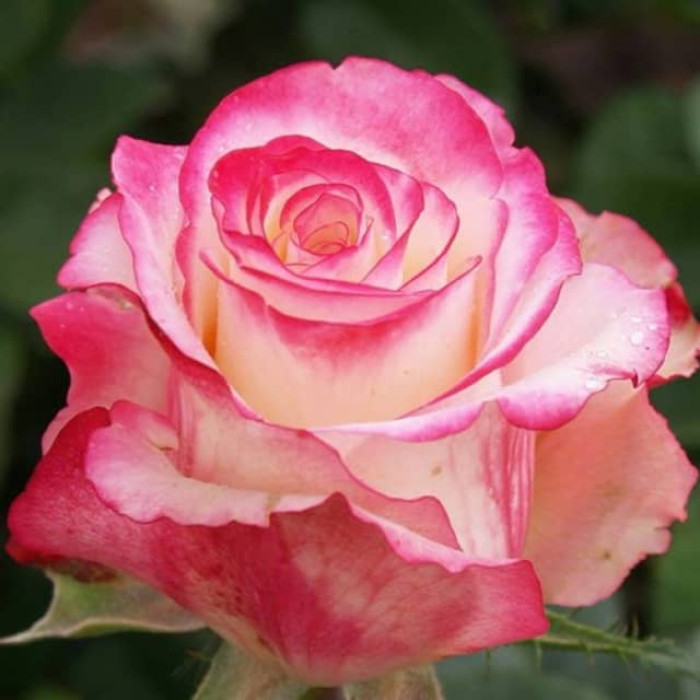 Саджанці чайно-гібридної троянди «Світнес»