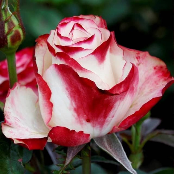 Саджанці чайно-гібридної троянди «Світнес»