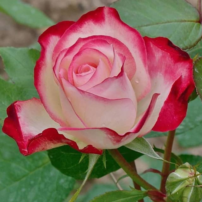 Саджанці чайно-гібридної троянди «Світнес»