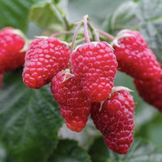 Саженцы ремонтантной малины «Даллас»