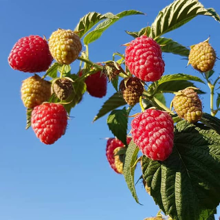 Саженцы ремонтантной малины «Даллас»