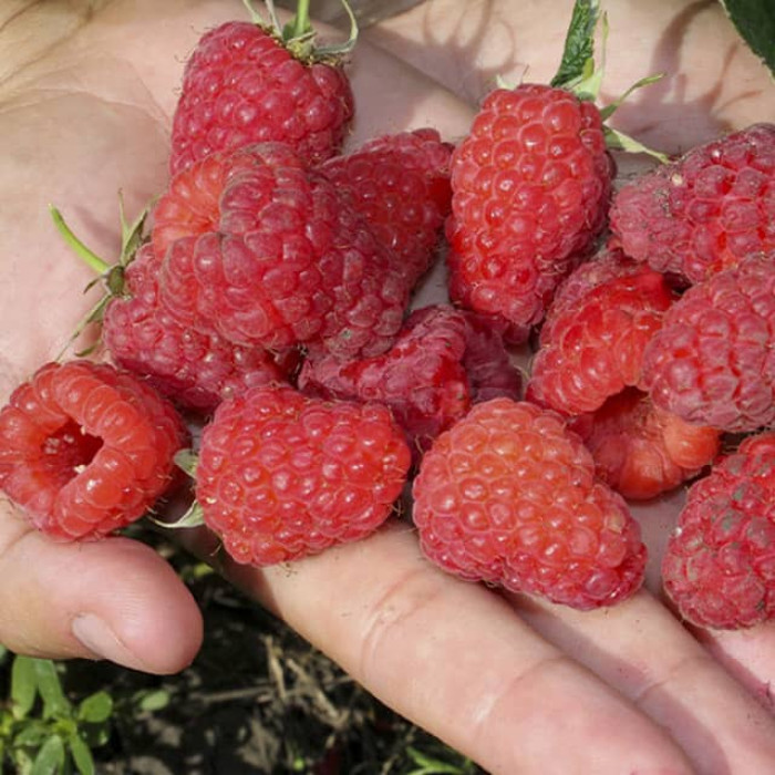 Саженцы ремонтантной малины «Даллас»