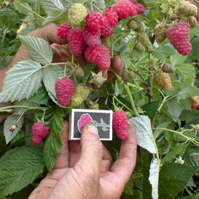 Саженцы ремонтантной малины «Даллас»