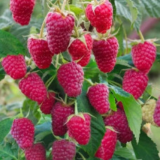 Саженцы ремонтантной малины «Полька»