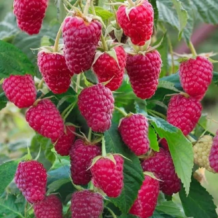 Саженцы ремонтантной малины «Полька»