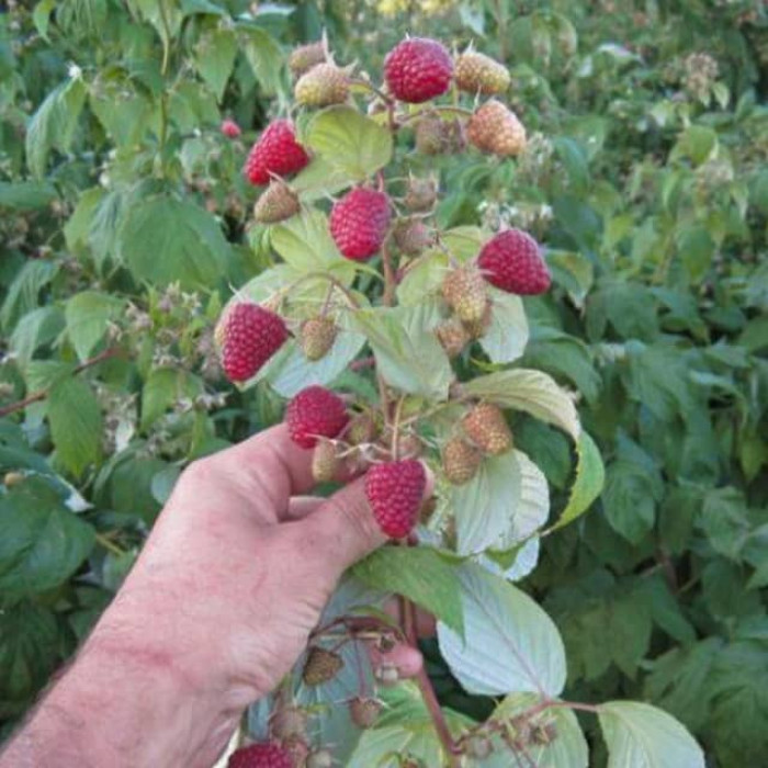 Саженцы ремонтантной малины «Полька»