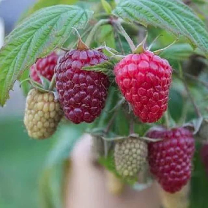 Саженцы ремонтантной малины «Полька»