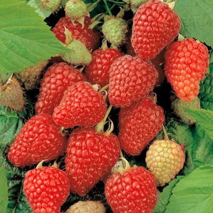 Саженцы ремонтантной малины «Херитейдж»