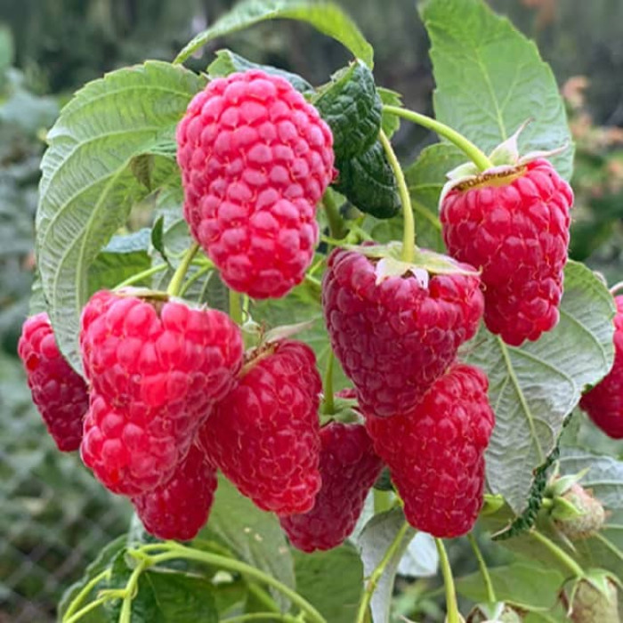 Саженцы ремонтантной малины «Херитейдж»