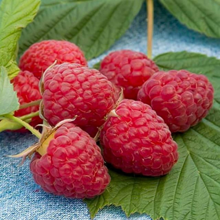 Саженцы ремонтантной малины «Херитейдж»