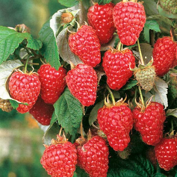 Саженцы ремонтантной малины «Херитейдж»