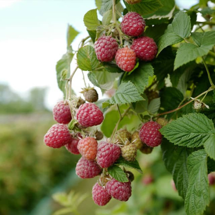 Саженцы раннеспелой малины «Вилламетте»