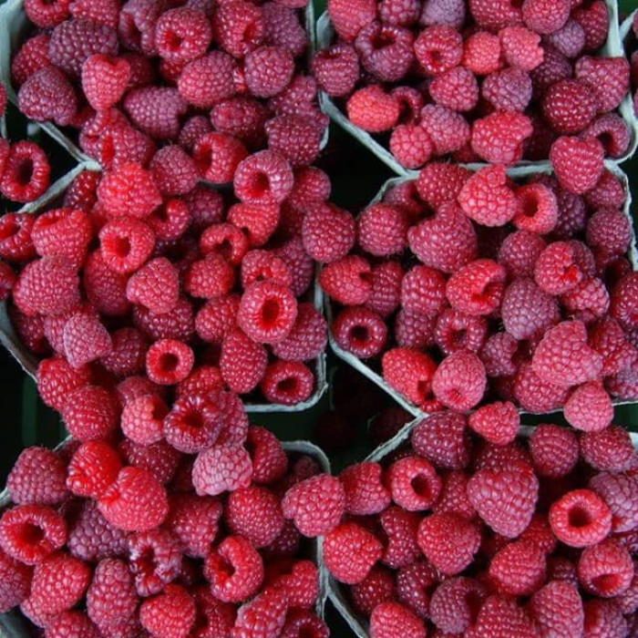 Саженцы раннеспелой малины «Вилламетте»